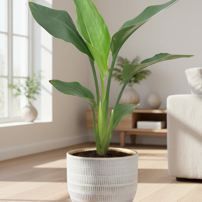 Paradijsvogelplant
