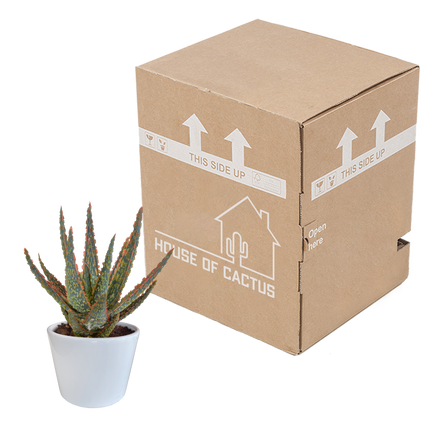 Aloë zebrina Dannyz 10,5cm - in witte pot