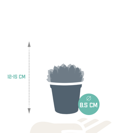 Echeveria mix 8.5 cm - 3x - zonder pot