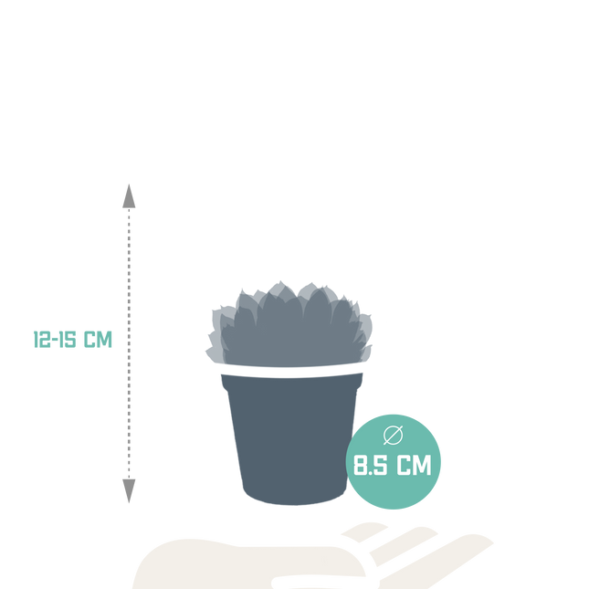 Echeveria mix 8.5 cm - 3x - zonder pot
