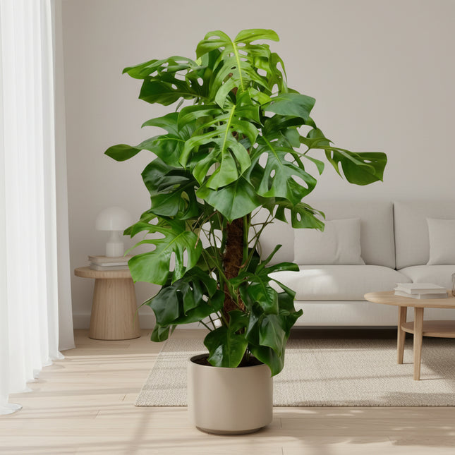 Monstera Deliciosa XXL - 150cm - ⌀27
