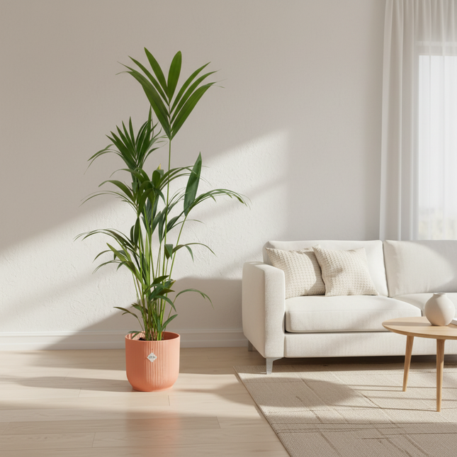 Kentia palm inclusief elho Vibes Fold Round roze