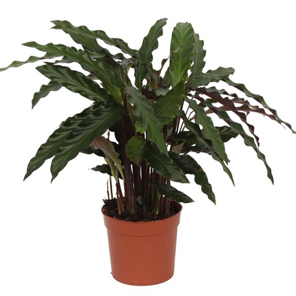 Calathea Elgergrass - 70cm - Ø17cm