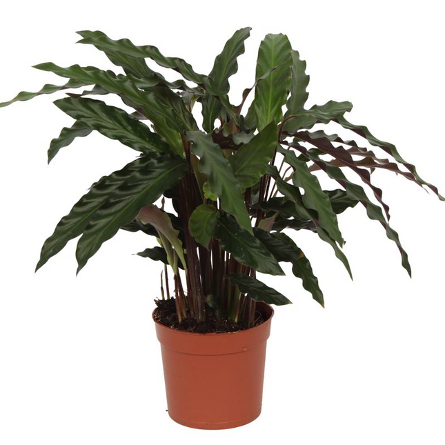 Calathea Elgergrass - 70cm - Ø17cm (zonder sierpot)