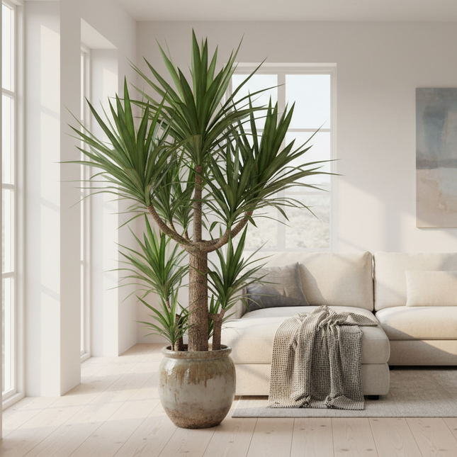 Yucca Elephantipes in gezellige lichte huiskamer