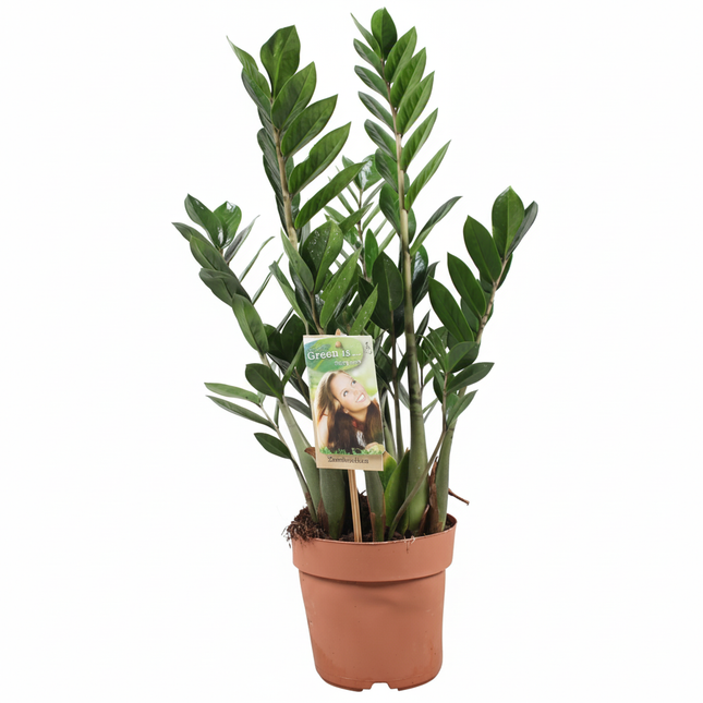 Zamioculcas ZZ-plant kopie
